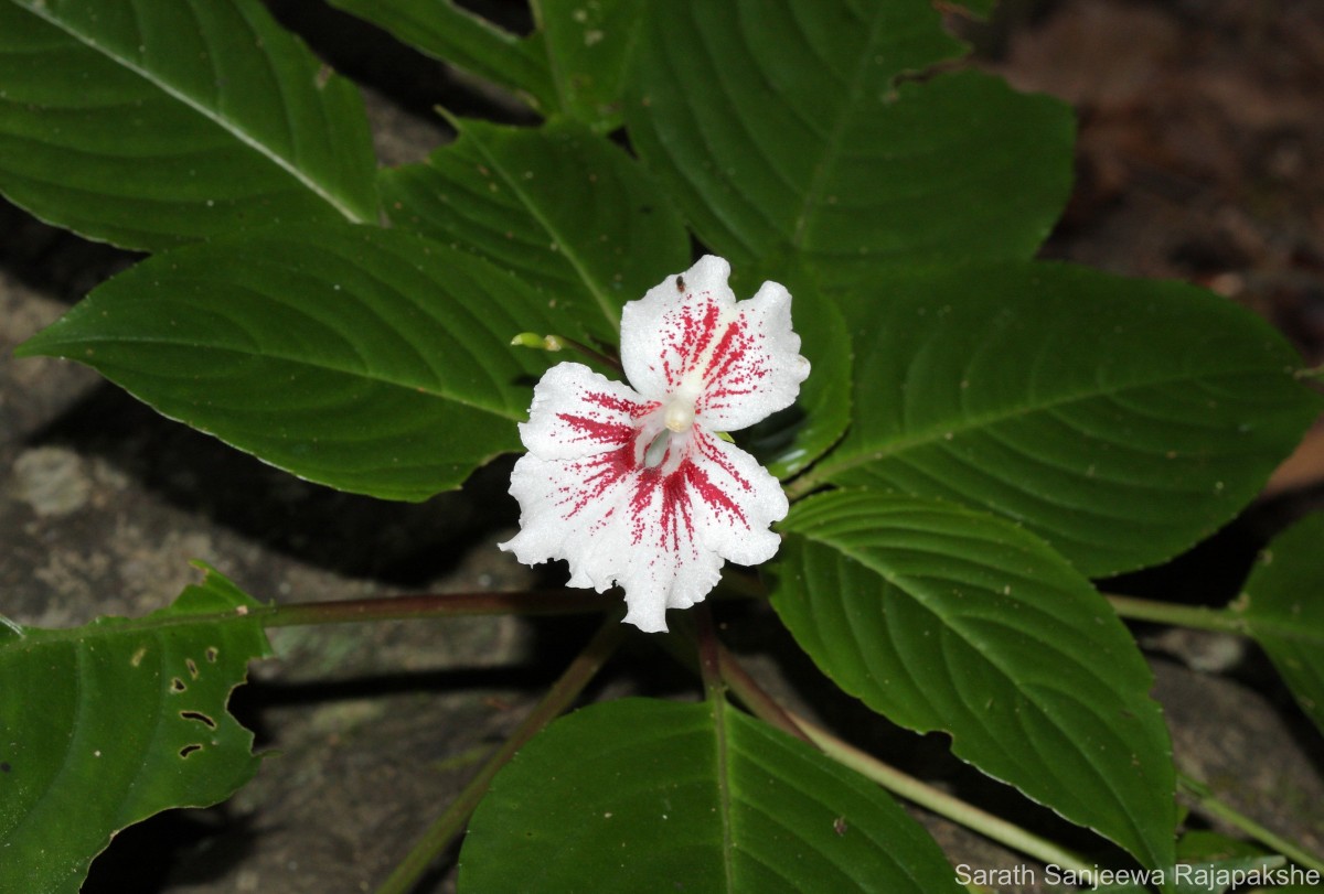 Impatiens grandis B.Heyne